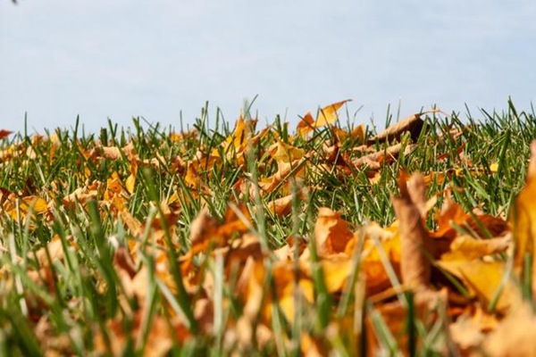 秋天要注意清除草坪上的落叶及枯草