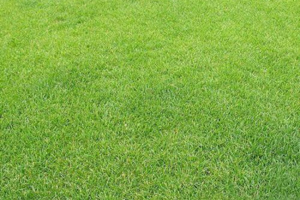 剪股颖草坪的种植养护方法