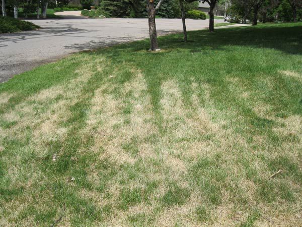 草坪种植过程中经常遇到的八个问题