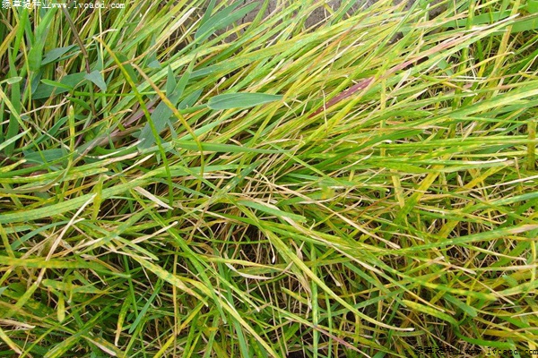 草坪粉锈病的发病原因以及防治方法