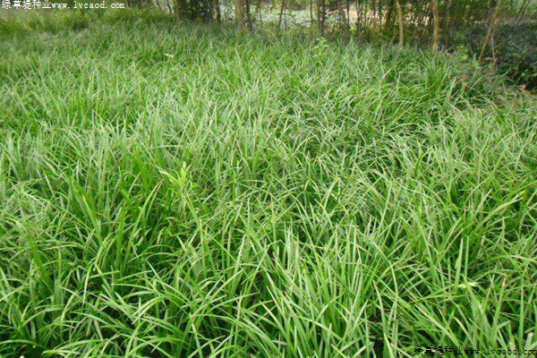 麦冬草的病虫害防治方法