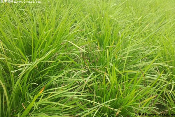 麦冬草的病虫害防治方法