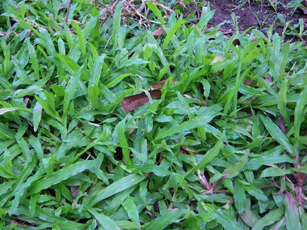 地毯草草籽多少钱一斤，一亩地需要多少种子