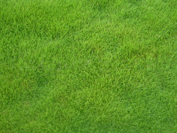 早熟禾草坪用什么除草剂