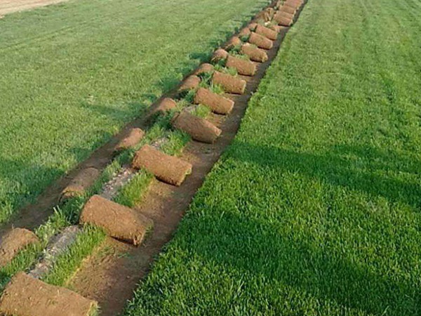 四季青草坪的修剪方法
