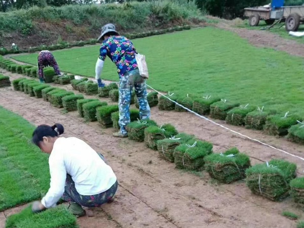 马尼拉草坪的种植技术分享