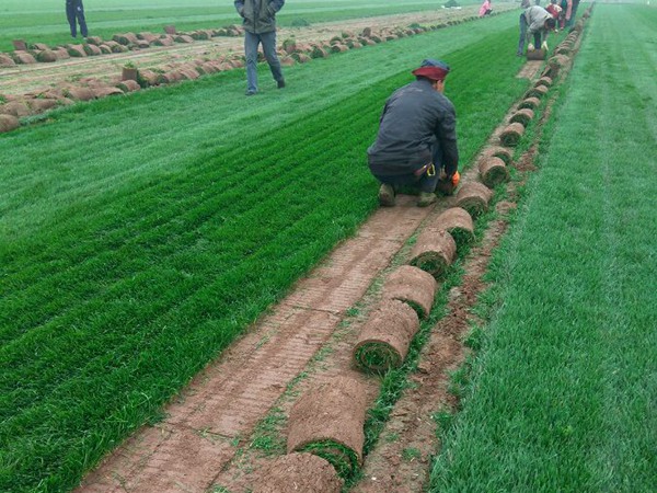 早熟禾的主要用途和栽种技术分析