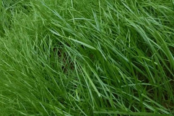 美国四季青草坪的特性以及优点